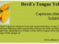 025_devils-tongue-yellow