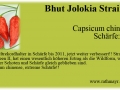 030_bhut-jolokia-strain-II