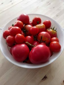 Read more about the article Tomatenernte