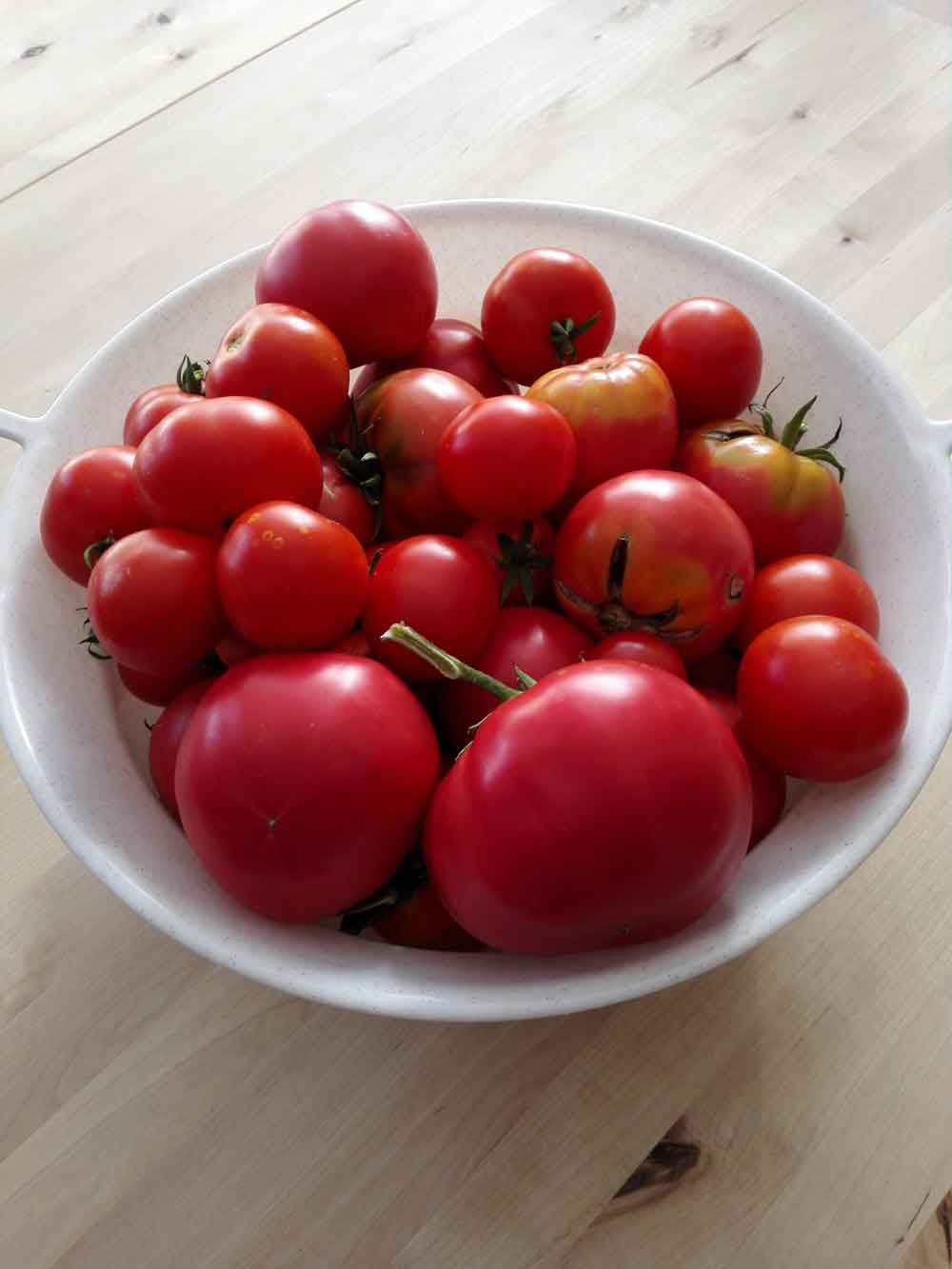 You are currently viewing Tomatenernte