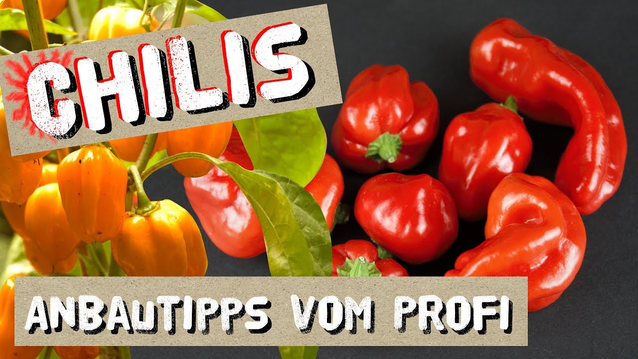 You are currently viewing Chili Anbautipps vom Profi + Chilisorten